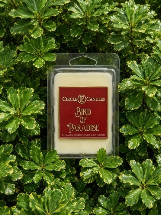 Birds of Paradise - Mini E Tarts